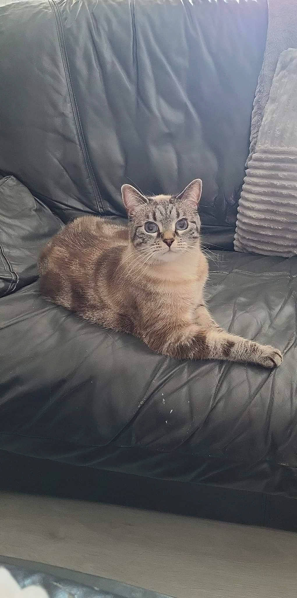 Chanel a rejoint le concours — aidez-le/la à gagner de superbes lots ! carnivore, cat, claw, comfort, domestic_short_haired_cat, fawn, felidae, fur, grey, paw, sand, sitting, small_to_medium_sized_cats, snout, tail, terrestrial_animal, whiskers, wildlife, window, wood