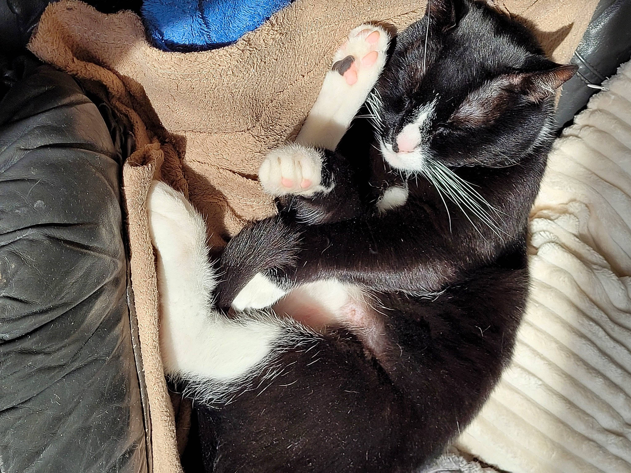 Mimi participe au concours pour gagner de l'argent avec cette photo : black_cat, carnivore, cat, claw, comfort, domestic_short_haired_cat, ear, felidae, foot, fur, gesture, head, human_leg, nail, paw, small_to_medium_sized_cats, snout, tail, thigh, whiskers