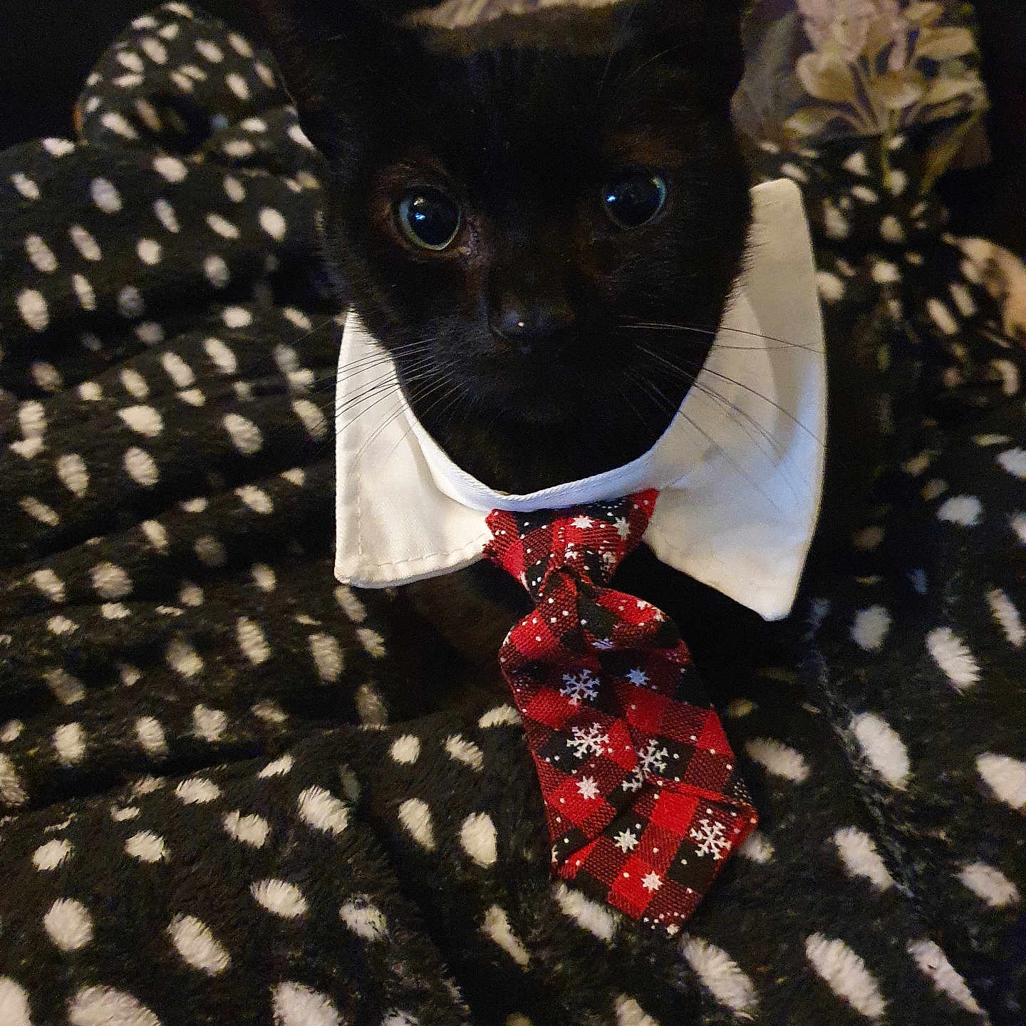Jellybean joined the competition — help win amazing prizes! accessories, animal, blackcat, blanket, bowtie, cat, clothing, collar, couch, cushion, formalwear, furniture, homedecor, kitten, linen, necktie, pattern, pet, quilt, tie