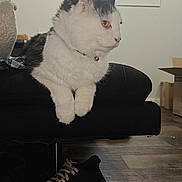 Handsome joined the competition — help win amazing prizes! animal, bell, black_and_white, blinds, box, cat, collar, couch, domestic, feline, fur, home, indoor, painting, pet, resting, shoe, side_view, window, wooden_floor