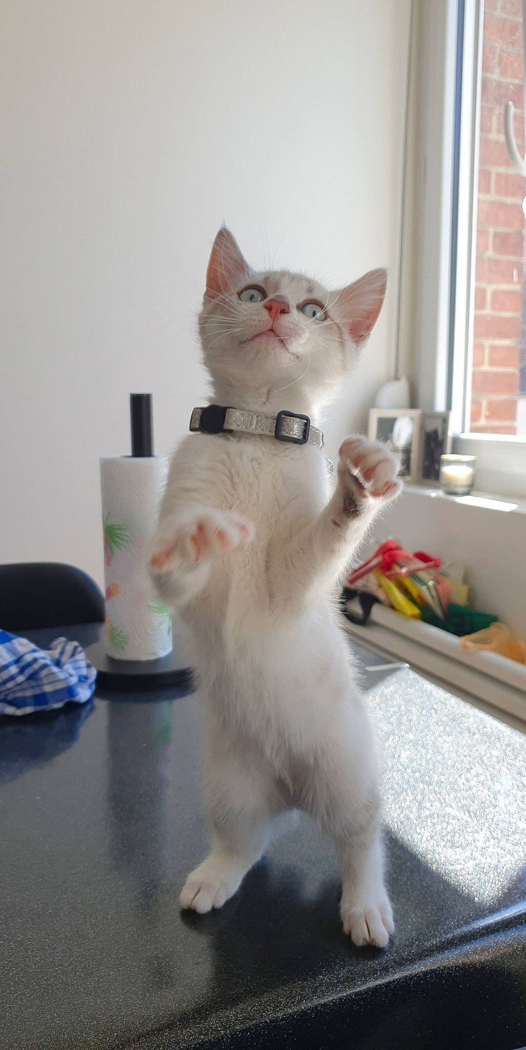 Sisi participe au concours pour gagner de l'argent avec cette photo : carnivore, cat, domestic_short_haired_cat, fawn, felidae, flooring, fur, paw, pet_supply, small_to_medium_sized_cats, tail, whiskers, window, window_blind