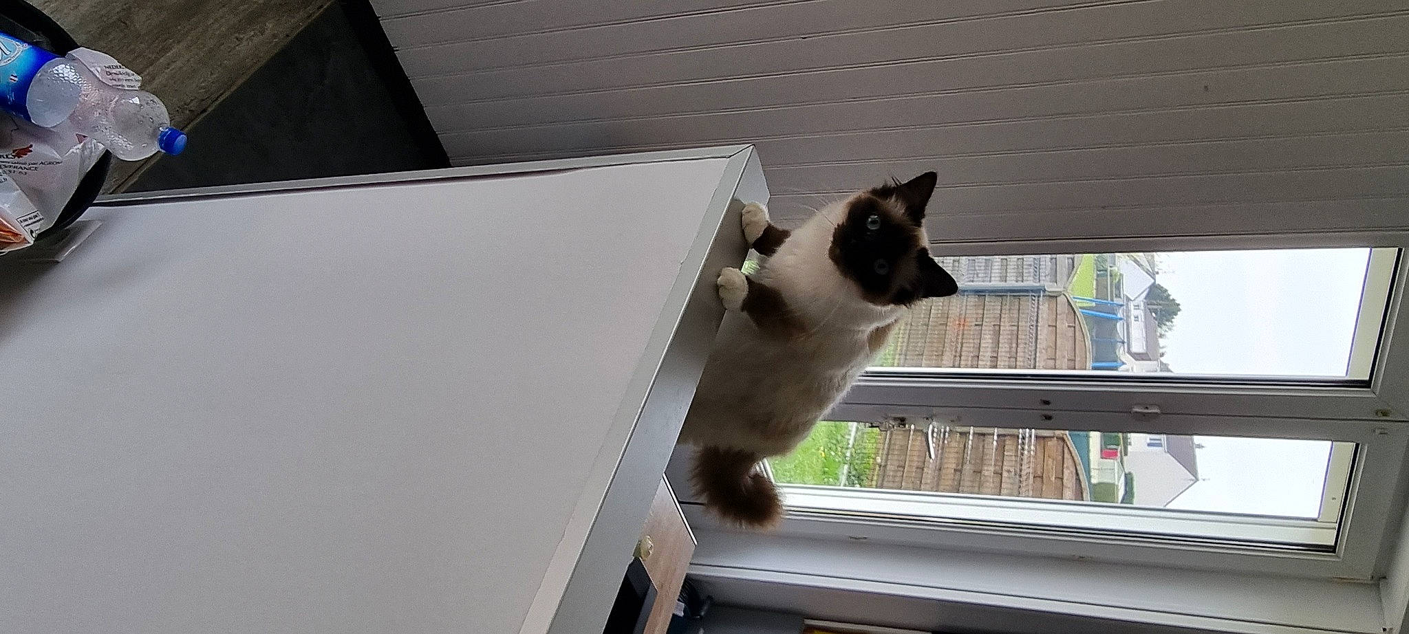 Daisy a rejoint le concours — aidez-le/la à gagner de superbes lots ! balinese, carnivore, cat, daylighting, domestic_short_haired_cat, fawn, felidae, fixture, fur, roof, shade, siamese, small_to_medium_sized_cats, snout, tail, thai, tonkinese, whiskers, window, wood