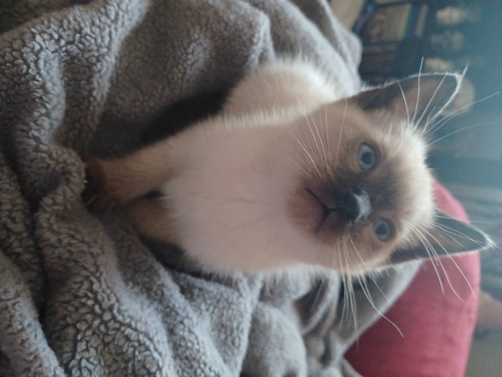 Spaz joined the competition — help win amazing prizes! balinese, birman, carnivore, cat, claw, comfort, companion_dog, dog_breed, domestic_short_haired_cat, fawn, felidae, fur, paw, ragdoll, siamese, small_to_medium_sized_cats, snout, terrestrial_animal, thai, whiskers