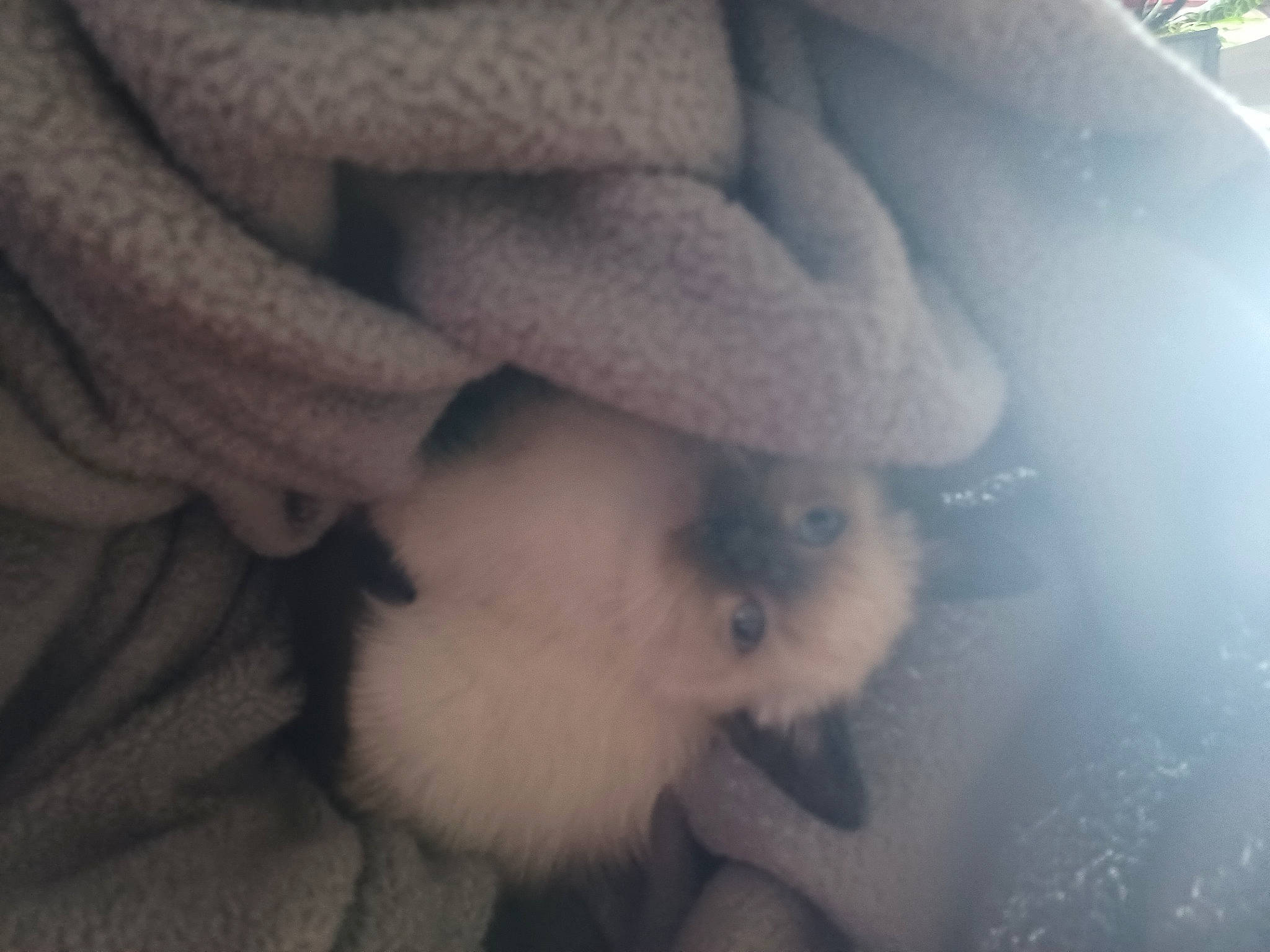 Spaz joined the competition — help win amazing prizes! canidae, carnivore, cloud, comfort, companion_dog, dog, dog_breed, fawn, felidae, fur, linens, small_to_medium_sized_cats, snout, sporting_group, tail, textile, tints_and_shades, toy, toy_dog, whiskers