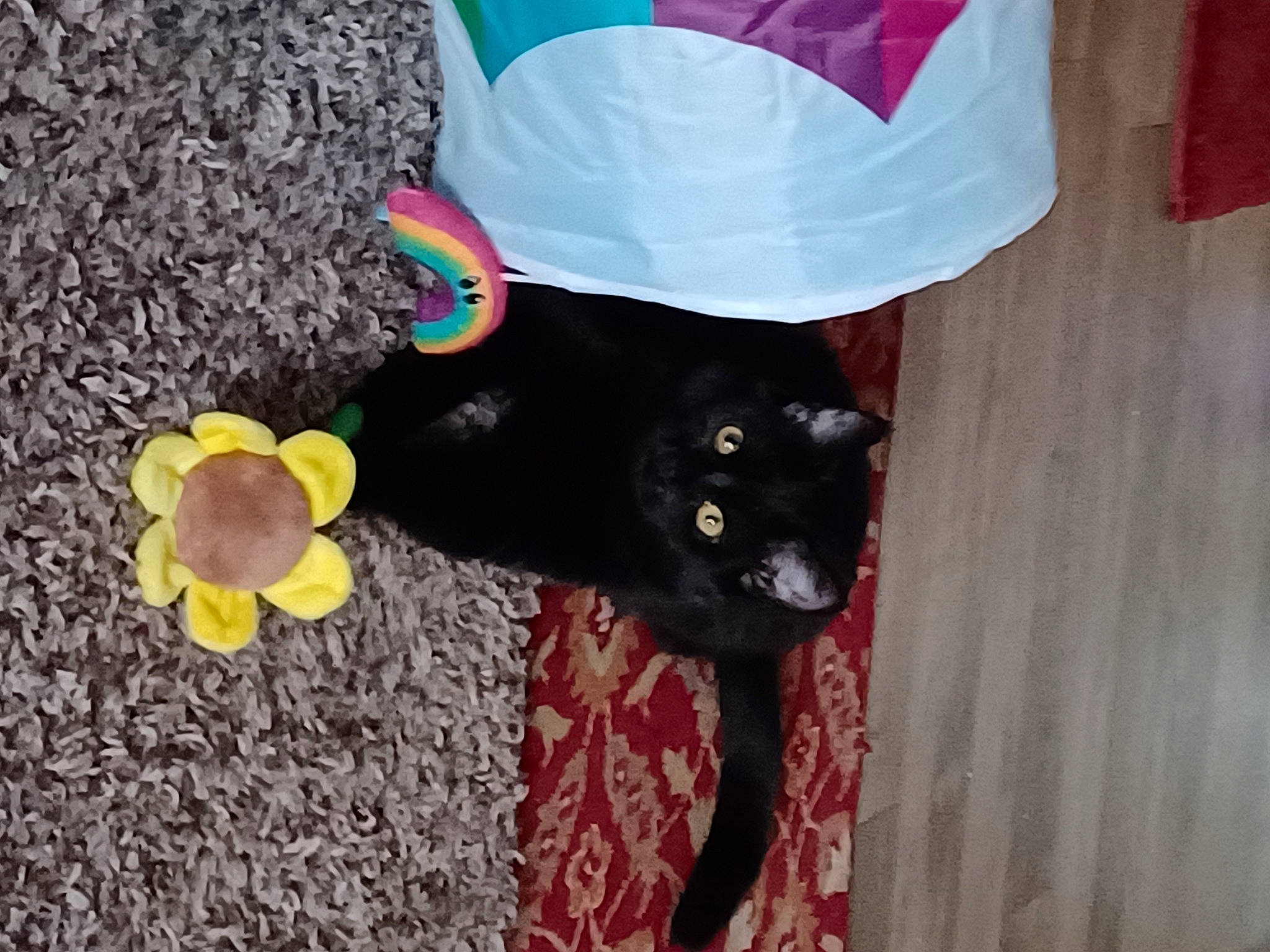 Salem is registered to the contest to win money with this photo: black_cat, bombay, bow_tie, carnivore, cat, costume_hat, dog_breed, domestic_short_haired_cat, fashion_accessory, felidae, flooring, fur, grass, hat, petal, small_to_medium_sized_cats, tail, vertebrate, whiskers, wood