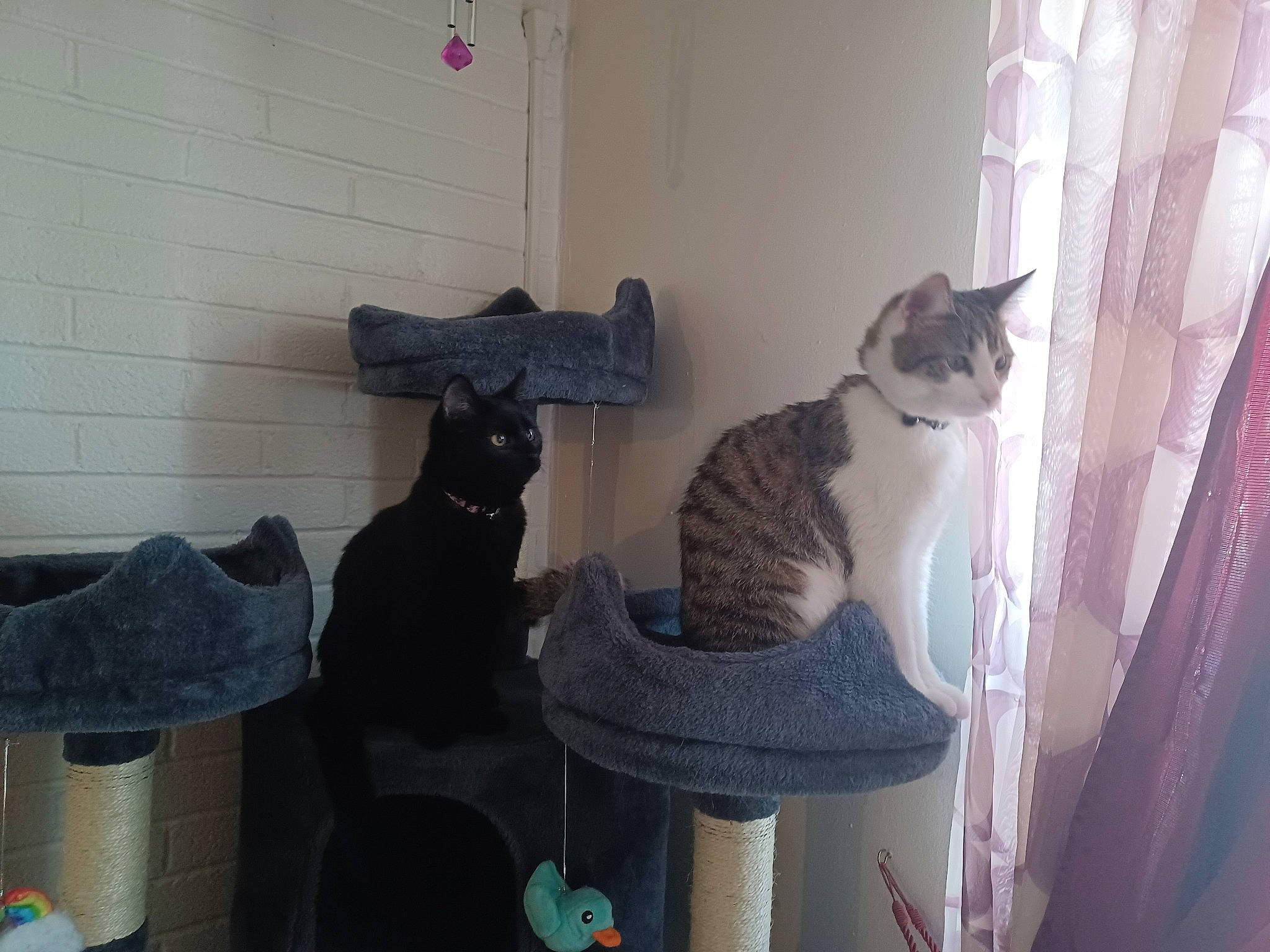 Salem is registered to the contest to win money with this photo: animal_shelter, carnivore, cat, cat_supply, comfort, curtain, domestic_short_haired_cat, felidae, flooring, fur, grey, hardwood, hat, pet_supply, room, small_to_medium_sized_cats, sun_hat, tail, whiskers, wood