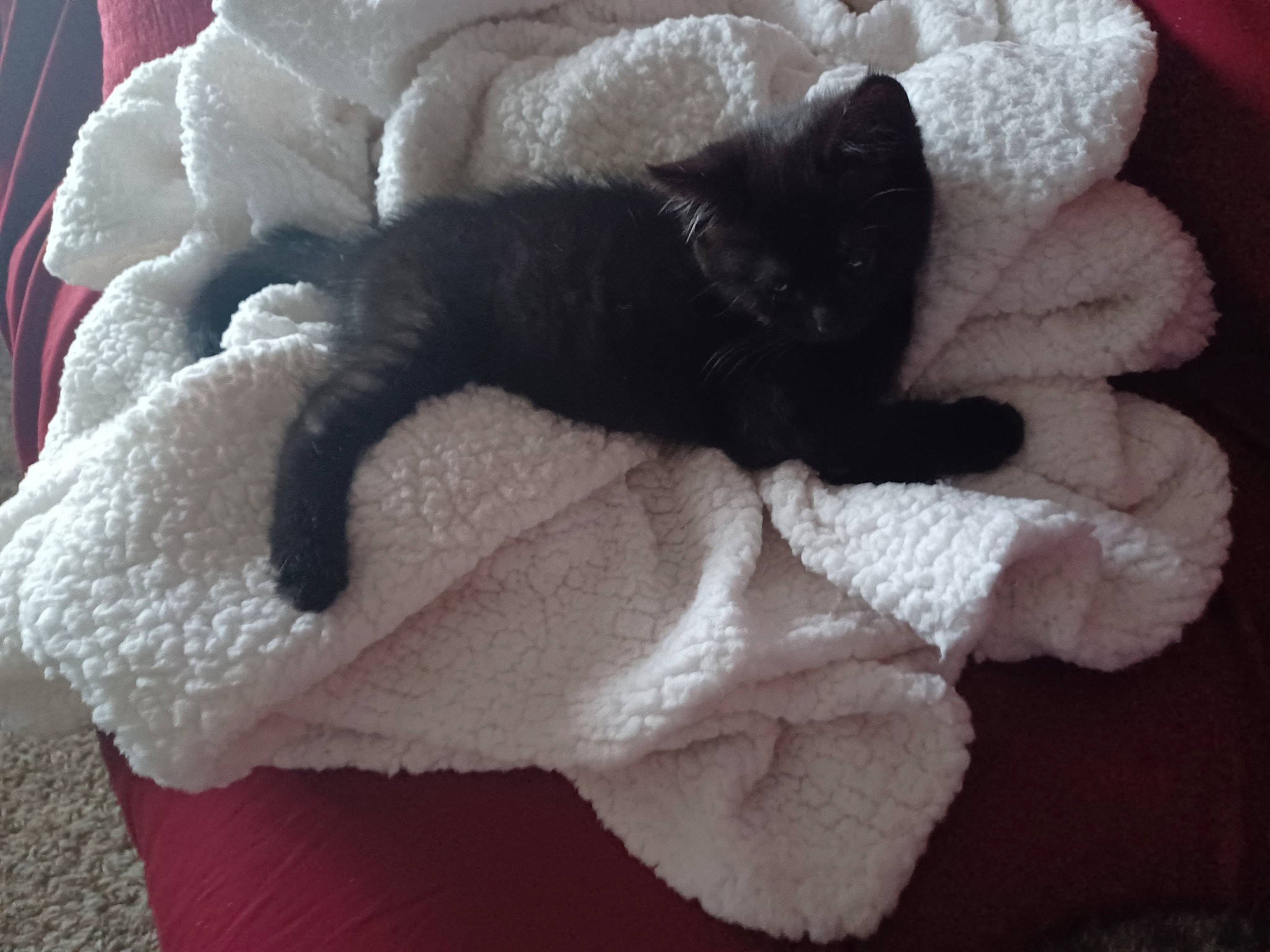 Salem is registered to the contest to win money with this photo: carmine, comfort, craft, crochet, fashion_accessory, felidae, fur, fur_clothing, glove, linens, pattern, small_to_medium_sized_cats, stuffed_toy, tail, textile, thread, toy, wool, woolen, woven_fabric