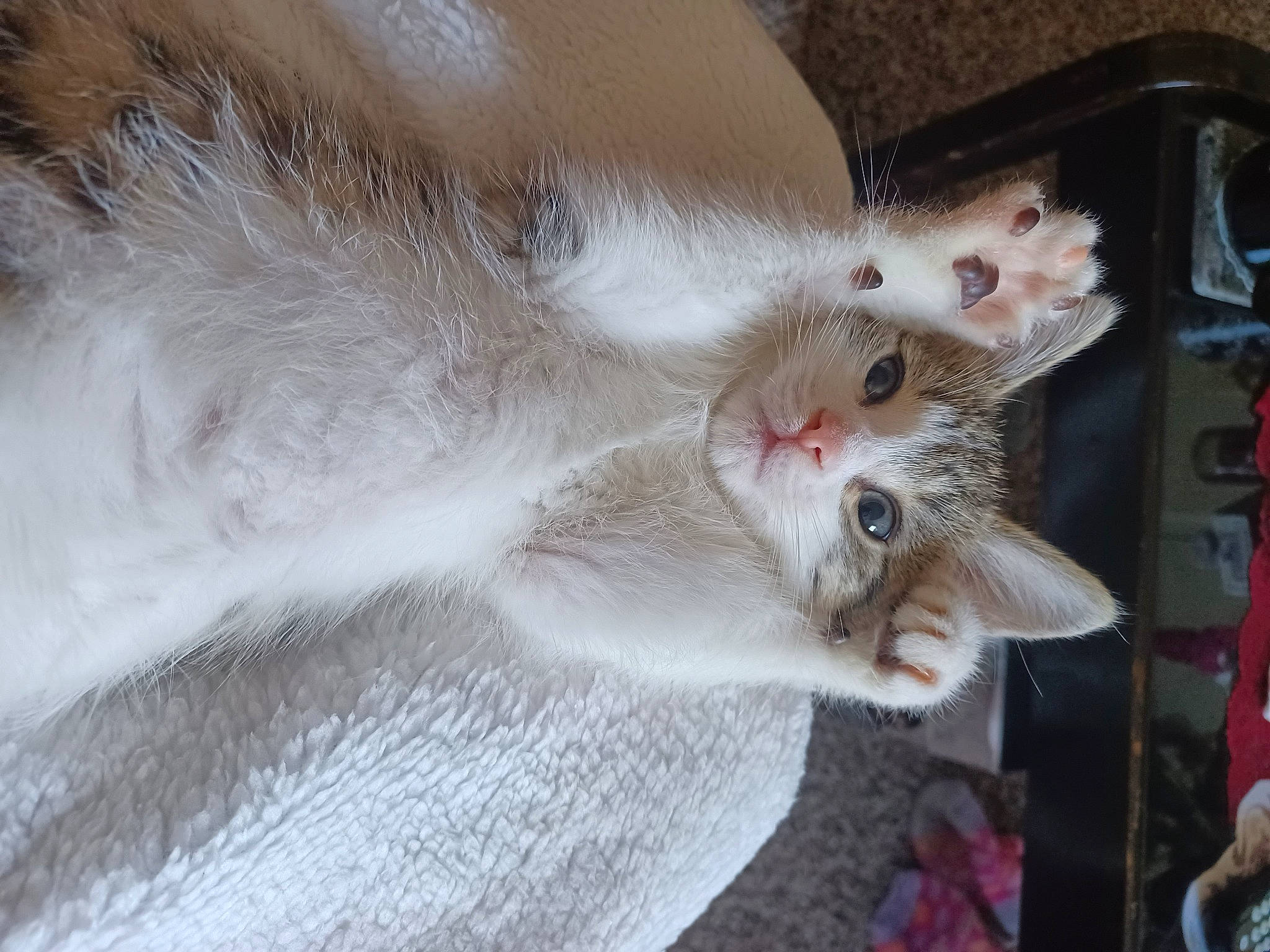 Spunky is registered to the contest to win money with this photo: carnivore, cat, claw, collar, domestic_short_haired_cat, ear, fang, fawn, felidae, fur, paw, small_to_medium_sized_cats, snout, tail, whiskers