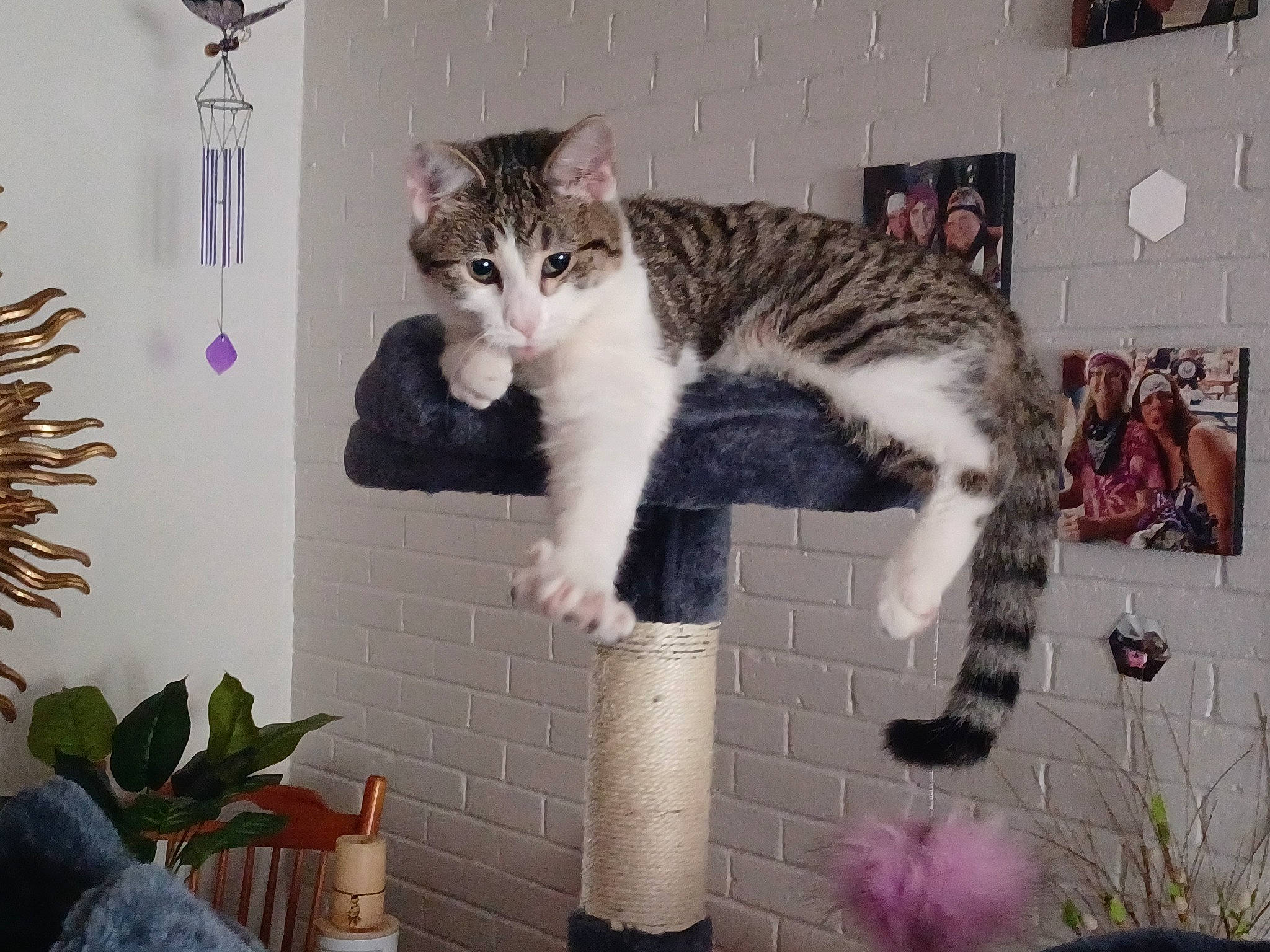 Spunky is registered to the contest to win money with this photo: art, carnivore, cat, domestic_short_haired_cat, felidae, flowerpot, fur, houseplant, paw, plant, small_to_medium_sized_cats, snout, tail, whiskers, window