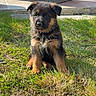 Brooke participe au concours pour gagner de l'argent avec cette photo : puppy, german_shepherd, dog, grass, outdoor, sunlight, pet, animal, cute, young, sitting, fur, ears, collar, nature, garden, patio, wicker_chair, person, legs