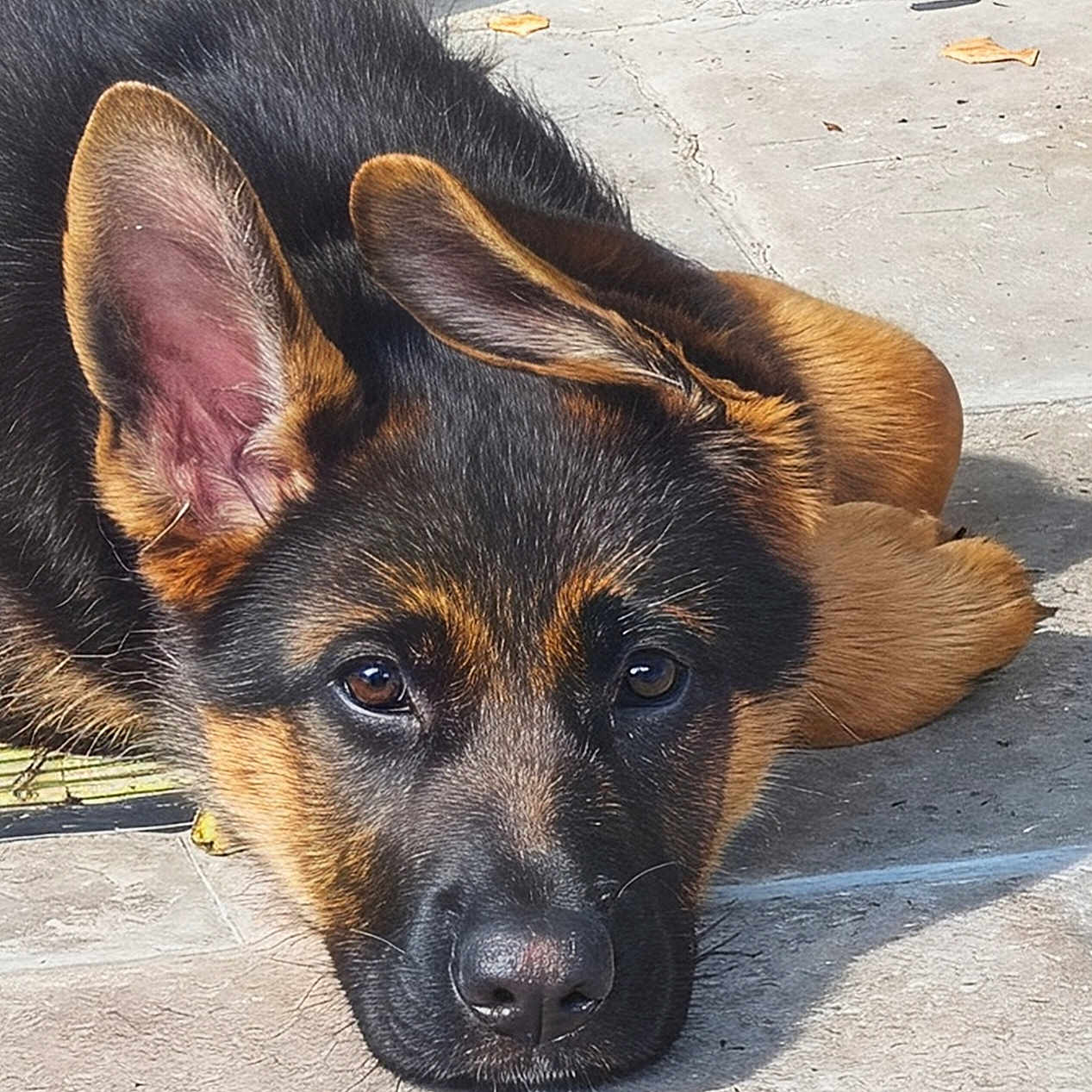 Brooke participe au concours pour gagner de l'argent avec cette photo : dog, puppy, german_shepherd, animal, pet, ears, face, eyes, fur, lying_down, outdoor, concrete, close_up, adorable, cute, young, canine, muzzle, resting, sunlight