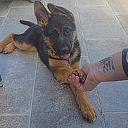 Brooke a rejoint le concours — aidez-le/la à gagner de superbes lots ! puppy, german_shepherd, dog, paw, handshake, tattoo, outdoor, patio, tiled_floor, wicker_chair, planter, grass, pet, animal, playful, young_dog, friendly, tongue_out, human_hand, interaction