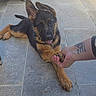 puppy, german_shepherd, dog, paw, handshake, tattoo, outdoor, patio, tiled_floor, wicker_chair, planter, grass, pet, animal, playful, young_dog, friendly, tongue_out, human_hand, interaction