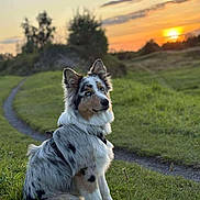 Leon a rejoint le concours — aidez-le/la à gagner de superbes lots ! animal, australian_shepherd, blue_eyes, calm, canine, dog, evening, field, fur, grass, harness, landscape, nature, outdoor, path, pet, portrait, scenic, sitting, sunset