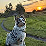 animal, australian_shepherd, blue_eyes, calm, canine, dog, evening, field, fur, grass, harness, landscape, nature, outdoor, path, pet, portrait, scenic, sitting, sunset