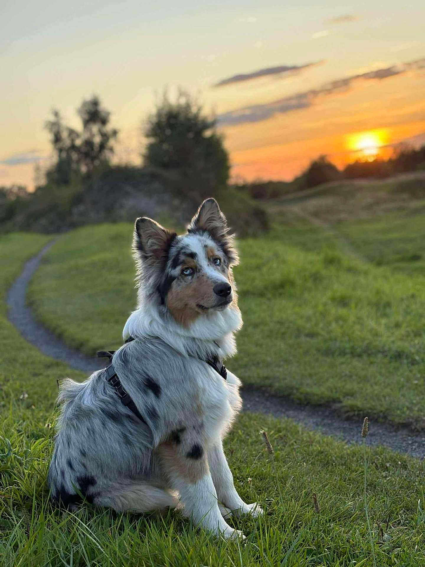 Leon a rejoint le concours — aidez-le/la à gagner de superbes lots ! animal, australian_shepherd, blue_eyes, calm, canine, dog, evening, field, fur, grass, harness, landscape, nature, outdoor, path, pet, portrait, scenic, sitting, sunset