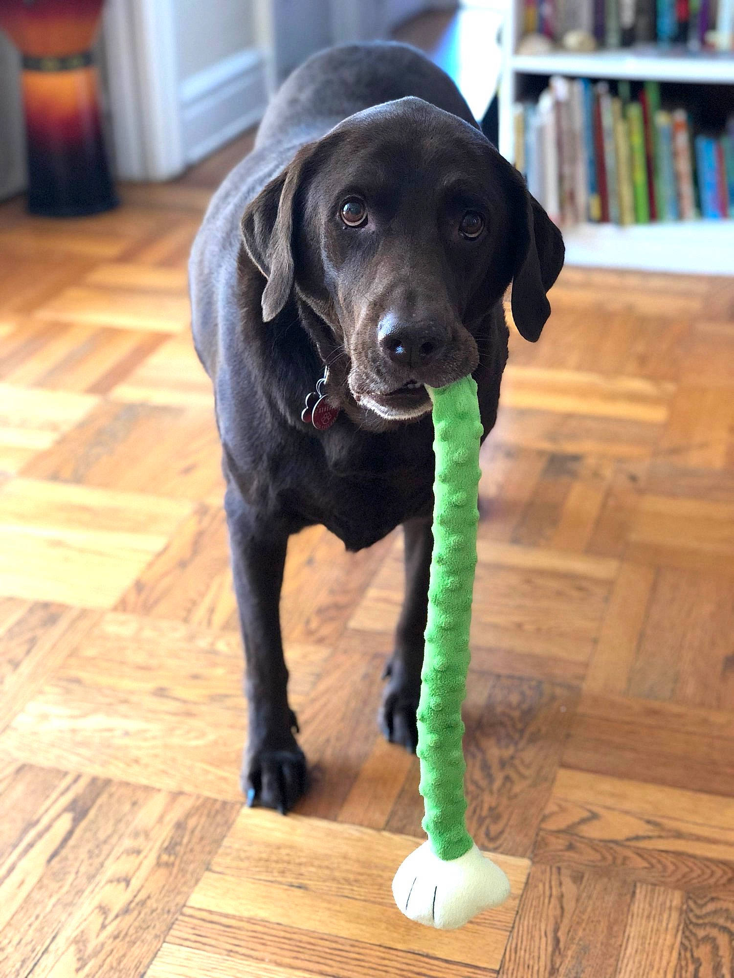 Vanya joined the competition — help win amazing prizes! bookcase, carnivore, collar, companion_dog, dog, dog_breed, dog_collar, fawn, floor, flooring, gun_dog, hardwood, liver, pet_supply, publication, shelf, snout, tail, wood, working_animal