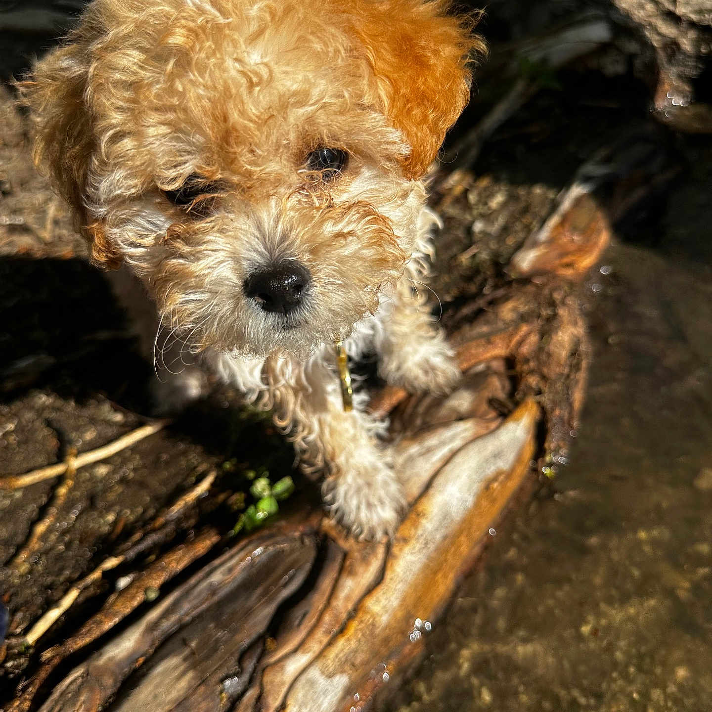 Daisy is registered to the contest to win money with this photo: affenpinscher, airedale, animal, bison, canine, cockerspaniel, dog, driftwood, mud, pet, poodle, puppy, rock, slate, soil, terrier, whitedog, wood