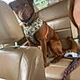 dog, brown_dog, camo_harness, car_interior, leather_seat, backseat, pet, canine, animal, window, seatbelt, collar, dog_harness, vehicle, human_face_partial, seat, dog_leash, resting, indoor, transport