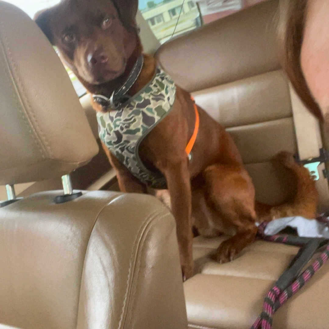 Bodacious is registered to the contest to win money with this photo: animal, backseat, brown_dog, camo_harness, canine, car_interior, collar, dog, dog_harness, dog_leash, human_face_partial, indoor, leather_seat, pet, resting, seat, seatbelt, transport, vehicle, window