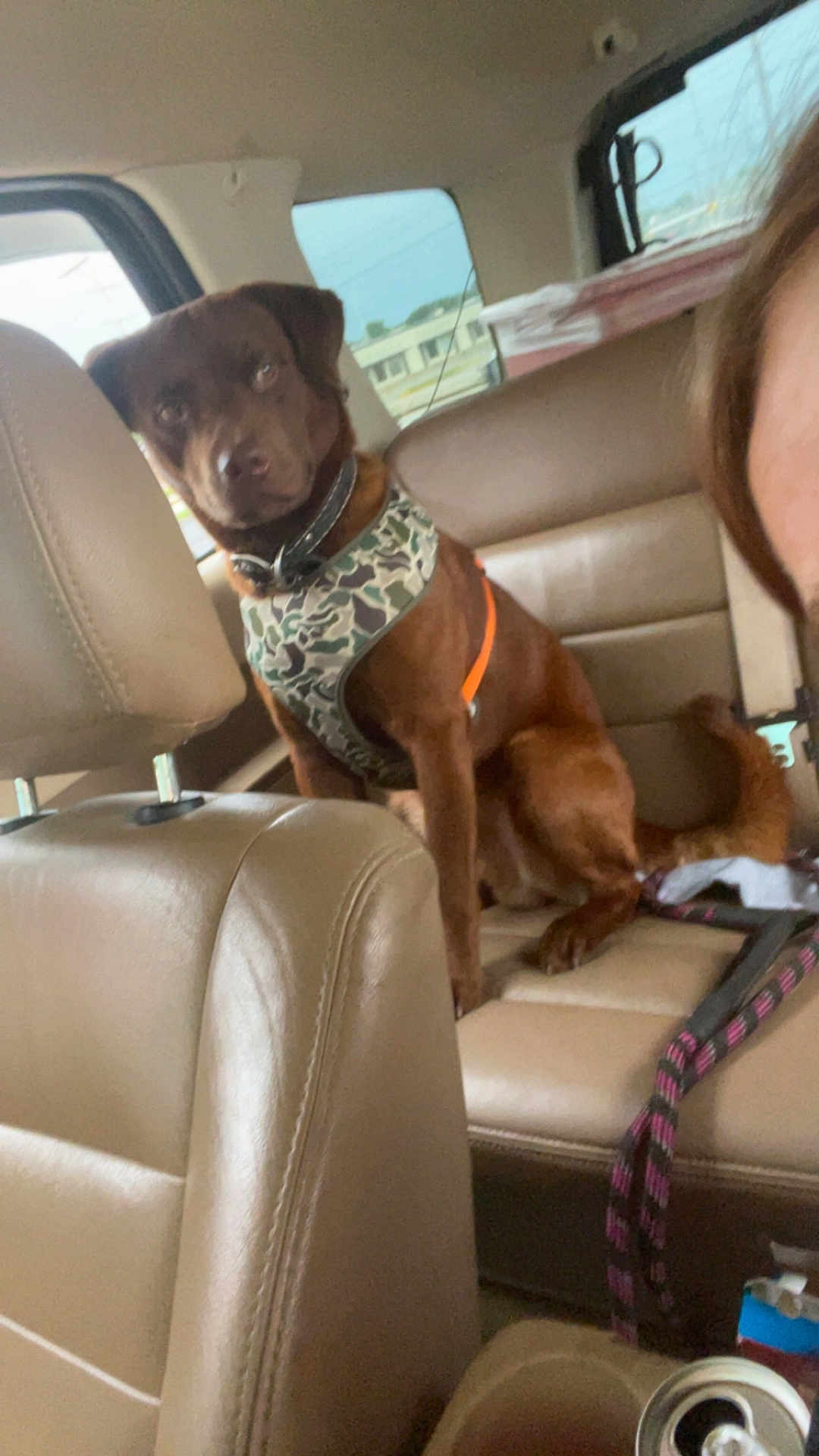 Bodacious is registered to the contest to win money with this photo: dog, brown_dog, camo_harness, car_interior, leather_seat, backseat, pet, canine, animal, window, seatbelt, collar, dog_harness, vehicle, human_face_partial, seat, dog_leash, resting, indoor, transport