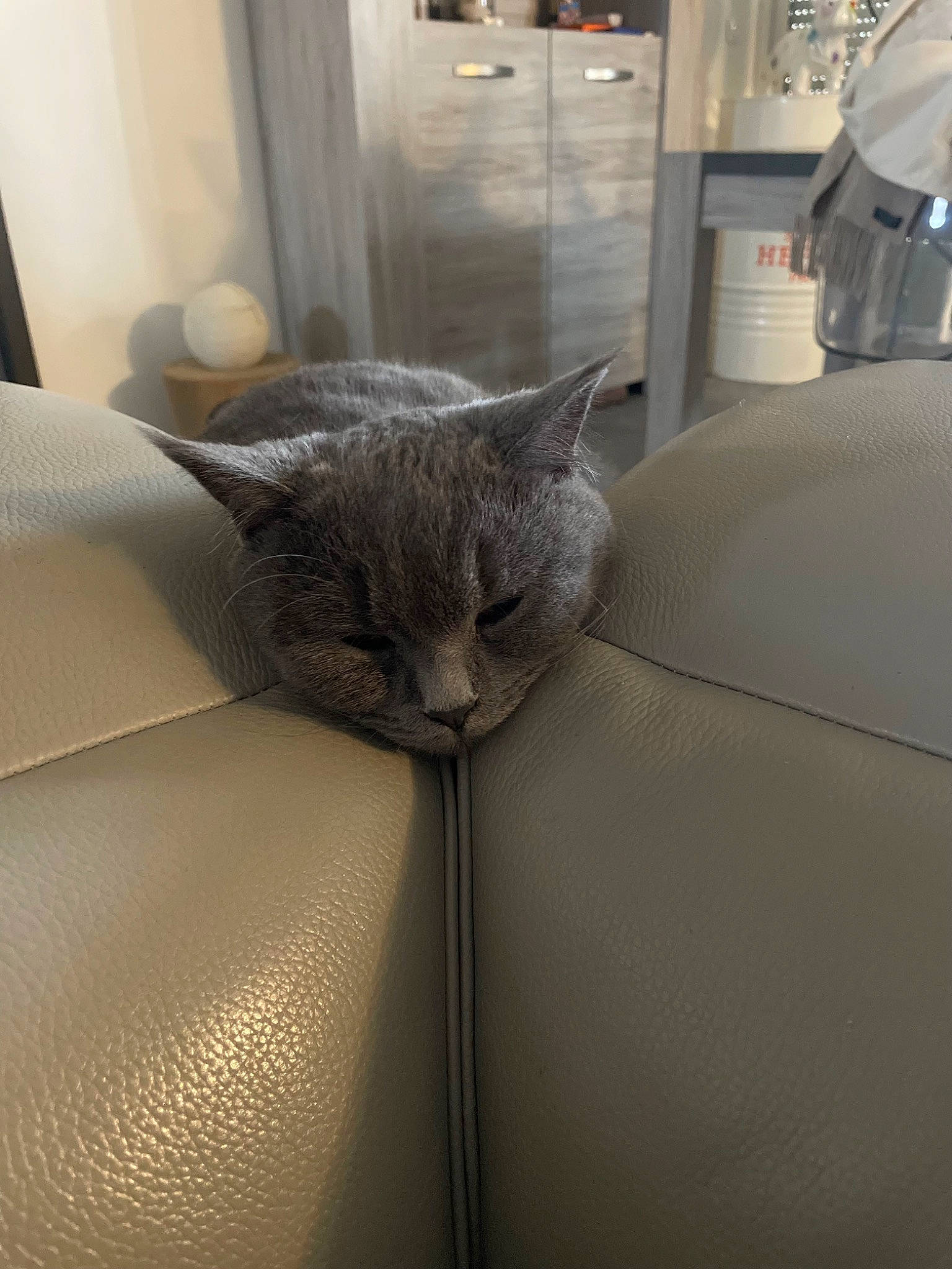 Mila a rejoint le concours — aidez-le/la à gagner de superbes lots ! automotive_design, carnivore, cat, chair, comfort, couch, curtain, felidae, flooring, fur, glass, grey, linens, plant, small_to_medium_sized_cats, stairs, vehicle_door, whiskers, window, wood