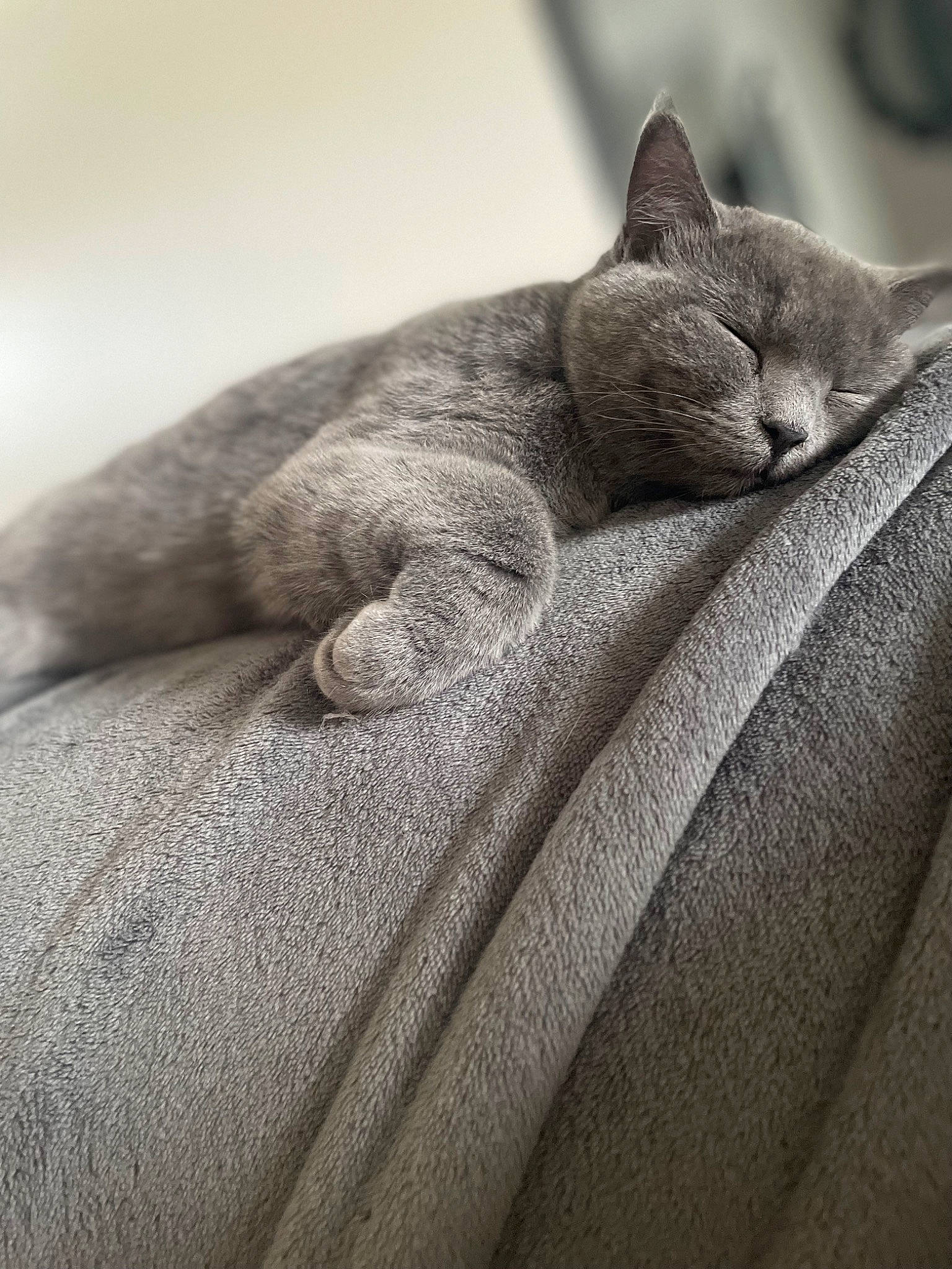 Mila participe au concours pour gagner de l'argent avec cette photo : carnivore, cat, close_up, comfort, domestic_short_haired_cat, felidae, fur, grey, linens, macro_photography, monochrome, monochrome_photography, russian_blue, small_to_medium_sized_cats, snout, terrestrial_animal, whiskers, wildlife, woven_fabric, wrinkle