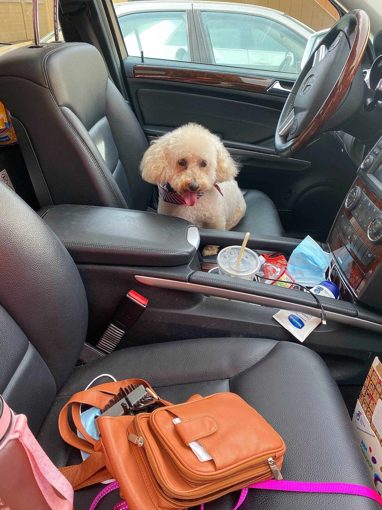 Cookie is registered to the contest to win money with this photo: auto_part, automotive_design, automotive_exterior, car, car_seat, car_seat_cover, carnivore, comfort, companion_dog, dog, dog_breed, head_restraint, mode_of_transport, motor_vehicle, personal_luxury_car, seat_belt, toy_dog, trunk, vehicle, vehicle_door