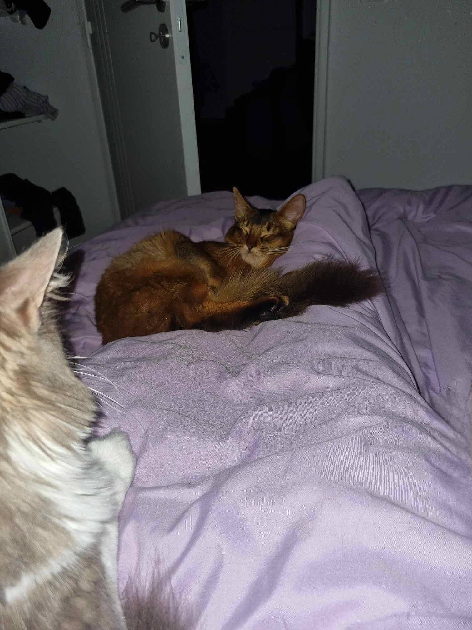 Ume a rejoint le concours — aidez-le/la à gagner de superbes lots ! bed, bedding, canidae, carnivore, cat, comfort, dog_breed, domestic_short_haired_cat, door, duvet, fawn, felidae, fur, grey, linens, nap, small_to_medium_sized_cats, tail, whiskers, wildlife