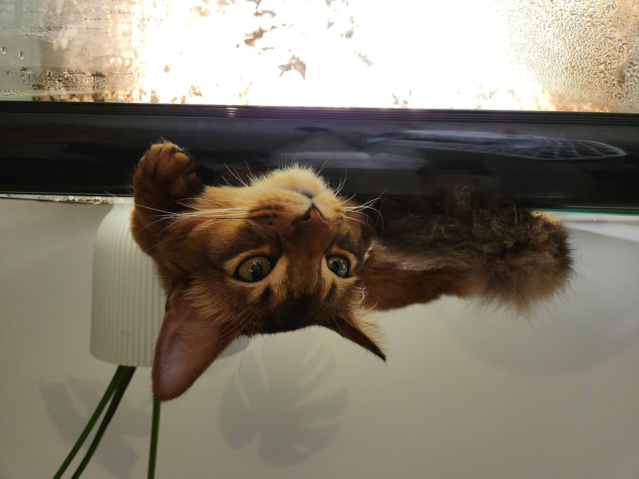 Ume participe au concours pour gagner de l'argent avec cette photo : art, bat, canidae, carnivore, cat, claw, fang, fawn, felidae, fur, liver, metal, mouse_eared_bat, small_to_medium_sized_cats, snout, tail, terrestrial_animal, visual_arts, whiskers, wood