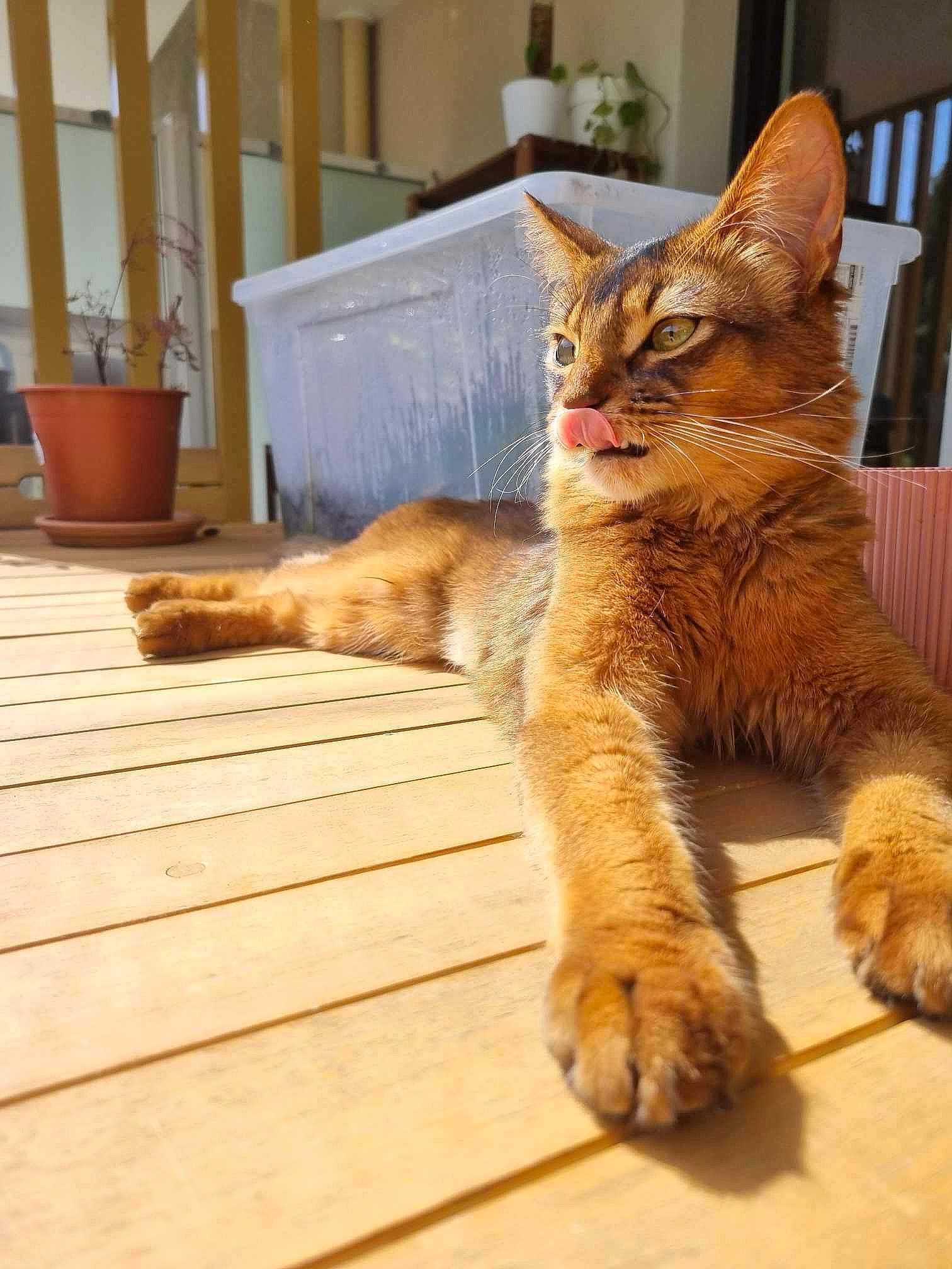 Ume a rejoint le concours — aidez-le/la à gagner de superbes lots ! carnivore, cat, claw, domestic_short_haired_cat, fawn, felidae, flooring, flowerpot, fur, hardwood, houseplant, plant, small_to_medium_sized_cats, snout, tail, terrestrial_animal, whiskers, wildlife, window, wood