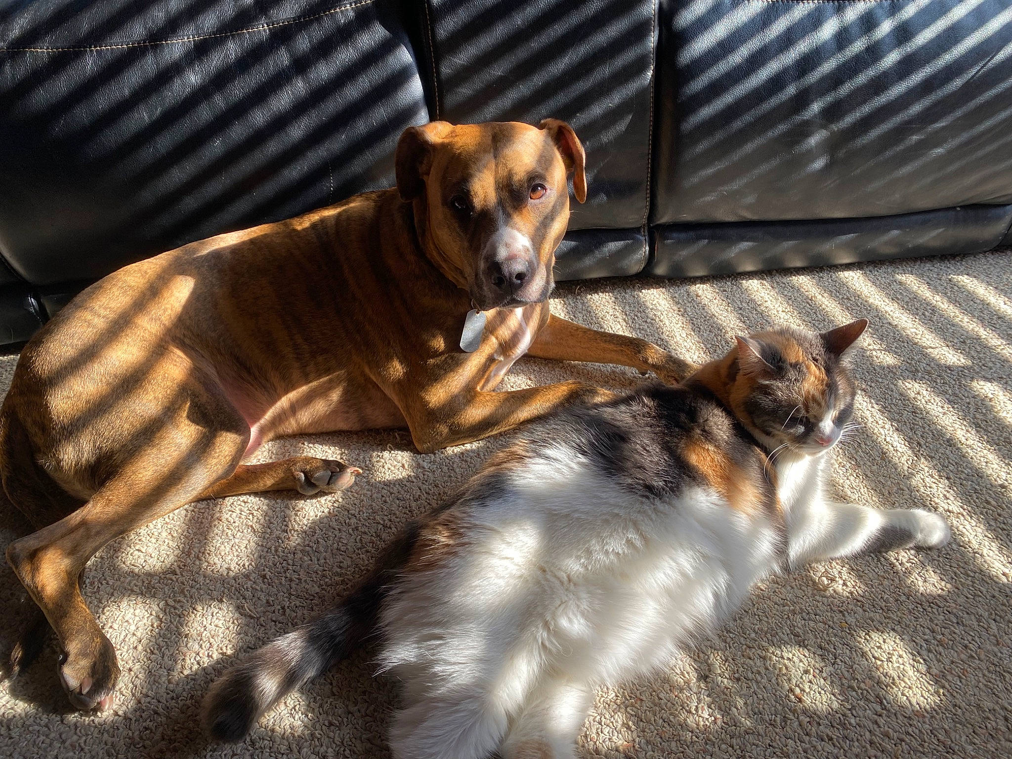 Jaxon joined the competition — help win amazing prizes! animal_shelter, canidae, carnivore, comfort, companion_dog, couch, dog, dog_breed, dog_supply, fawn, fur, paw, pet_supply, snout, sporting_group, street_dog, tail, terrestrial_animal, whiskers, wood