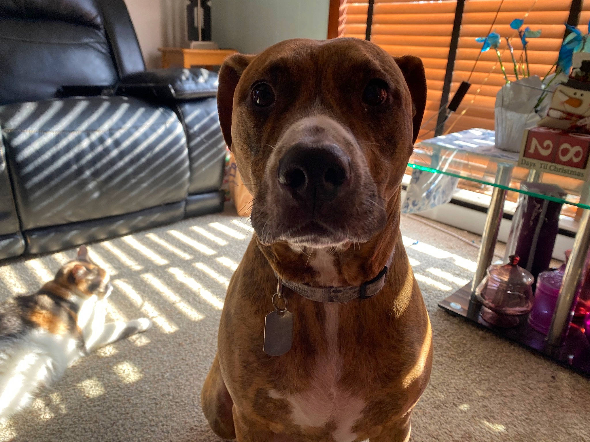 Jaxon is registered to the contest to win money with this photo: carnivore, chair, collar, companion_dog, couch, dog, dog_breed, dog_collar, fawn, flooring, fur, guard_dog, gun_dog, liver, pet_supply, snout, sporting_group, whiskers, working_animal, working_dog