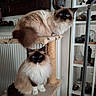 animal, blue_eyes, buddha_statue, cat, cat_tree, cozy, cute, domestic, feline, fluffy_cat, furniture, home_decor, indoor, mammal, pet, portrait, pottery, relaxed, shelf, two_cats