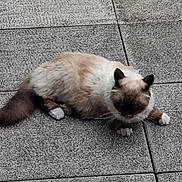 Update a rejoint le concours — aidez-le/la à gagner de superbes lots ! animal, cat, curious, cute, domestic, ears, feline, four_legs, fur, mammal, nature, outdoor, pavement, pet, relaxed, resting, stone, tail, texture, whiskers