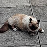 animal, cat, curious, cute, domestic, ears, feline, four_legs, fur, mammal, nature, outdoor, pavement, pet, relaxed, resting, stone, tail, texture, whiskers