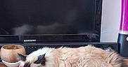 Pix'L participe au concours pour gagner de l'argent avec cette photo : black, brown, cat, cozy, feline, fluffy, fur, home, indoor, lava_lamp, pet, quiet, relaxed, resting, samsung, sleeping, table, television, white, wooden_table