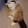 animal, black_tail, brown_fur, cat, cozy, cute, domestic_cat, feline, fluffy, fur, indoor, lying_down, paw, pet, relaxed, resting, sleepy, soft, white_paws, wooden_floor