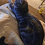 Lemmiwinks is registered to the contest to win money with this photo: animal, blanket, carpet, cat, comfort, cozy, domestic, feline, fur, furry, home, indoor, mammal, pet, relaxed, resting, side_view, soft_lighting, tabby, tail