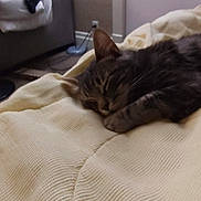 Lemmiwinks joined the competition — help win amazing prizes! animal, blanket, cat, comfort, cozy, cute, fur, furniture, home, indoor, mammal, paw, peaceful, pet, relaxation, resting, sleeping, soft, tabby, whiskers