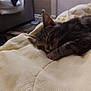 animal, blanket, cat, comfort, cozy, cute, fur, furniture, home, indoor, mammal, paw, peaceful, pet, relaxation, resting, sleeping, soft, tabby, whiskers