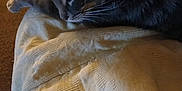 Lemmiwinks joined the competition — help win amazing prizes! animal, blanket, cat, closeup, comfort, cozy, feline, fur, gray, indoor, nap, pet, quiet, relaxation, resting, sleeping, soft_light, tabby, texture, whiskers