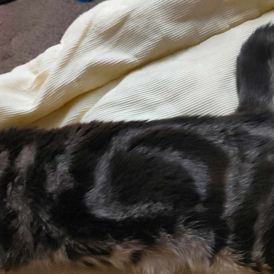 Lemmiwinks joined the competition — help win amazing prizes! animal, blanket, carpet, cat, cozy, curled_tail, cute, feline, fur, home, indoor, nap, pet, relaxed, resting, sleeping, soft, striped, tabby, tail