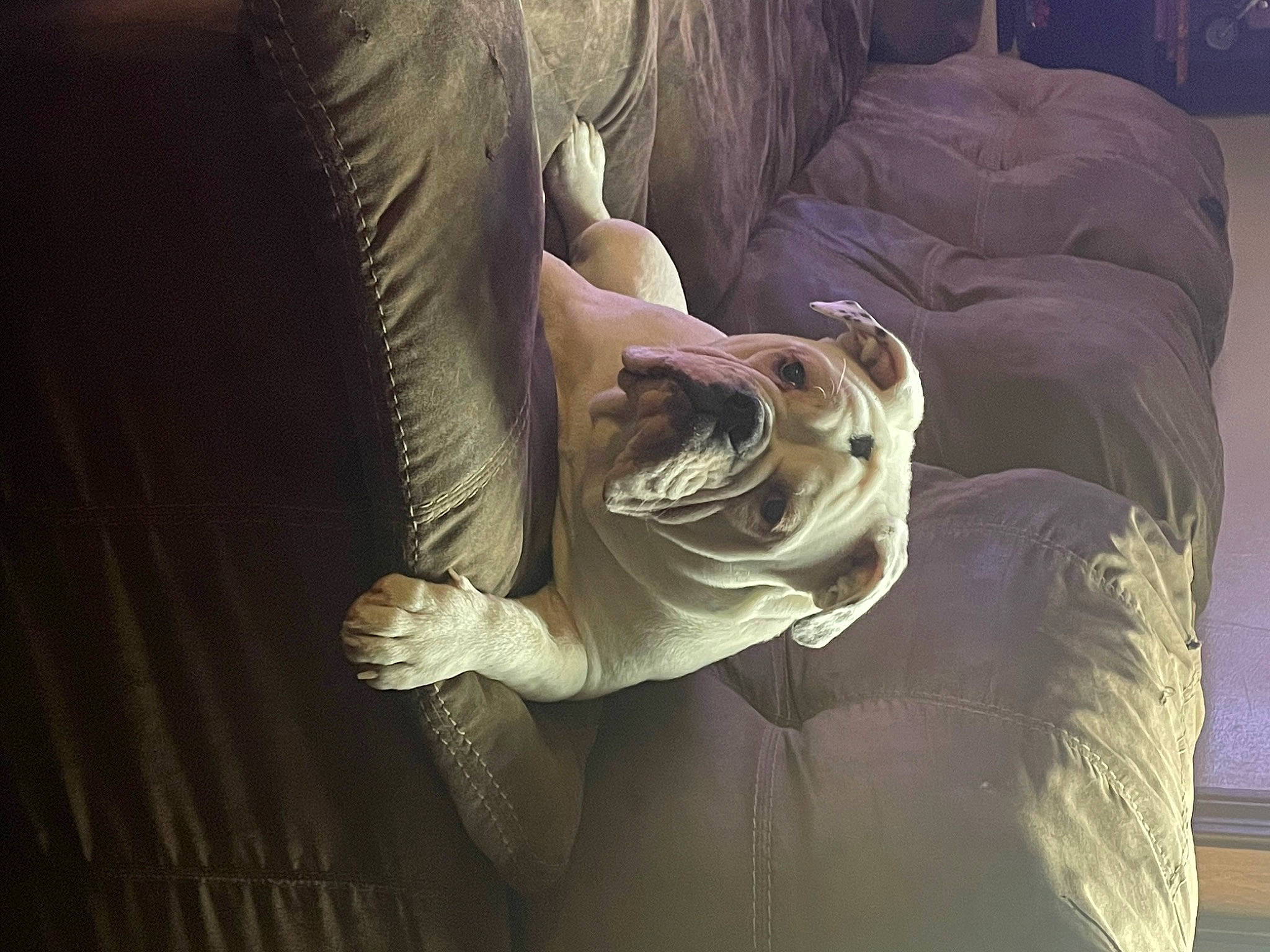 Molly joined the competition — help win amazing prizes! bed, bedding, cg_artwork, comfort, darkness, eye, feather, felidae, flash_photography, fur, head, human_leg, knee, linens, nap, pillow, room, textile, whiskers, wing