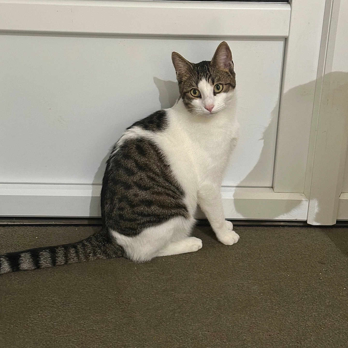 Tigrou a rejoint le concours — aidez-le/la à gagner de superbes lots ! abyssinian, animal, architecture, building, cat, door, egyptiancat, furniture, hardwood, indoors, kitten, livingroom, manx, mat, person, pet, plant, pottedplant, sleeping, wood