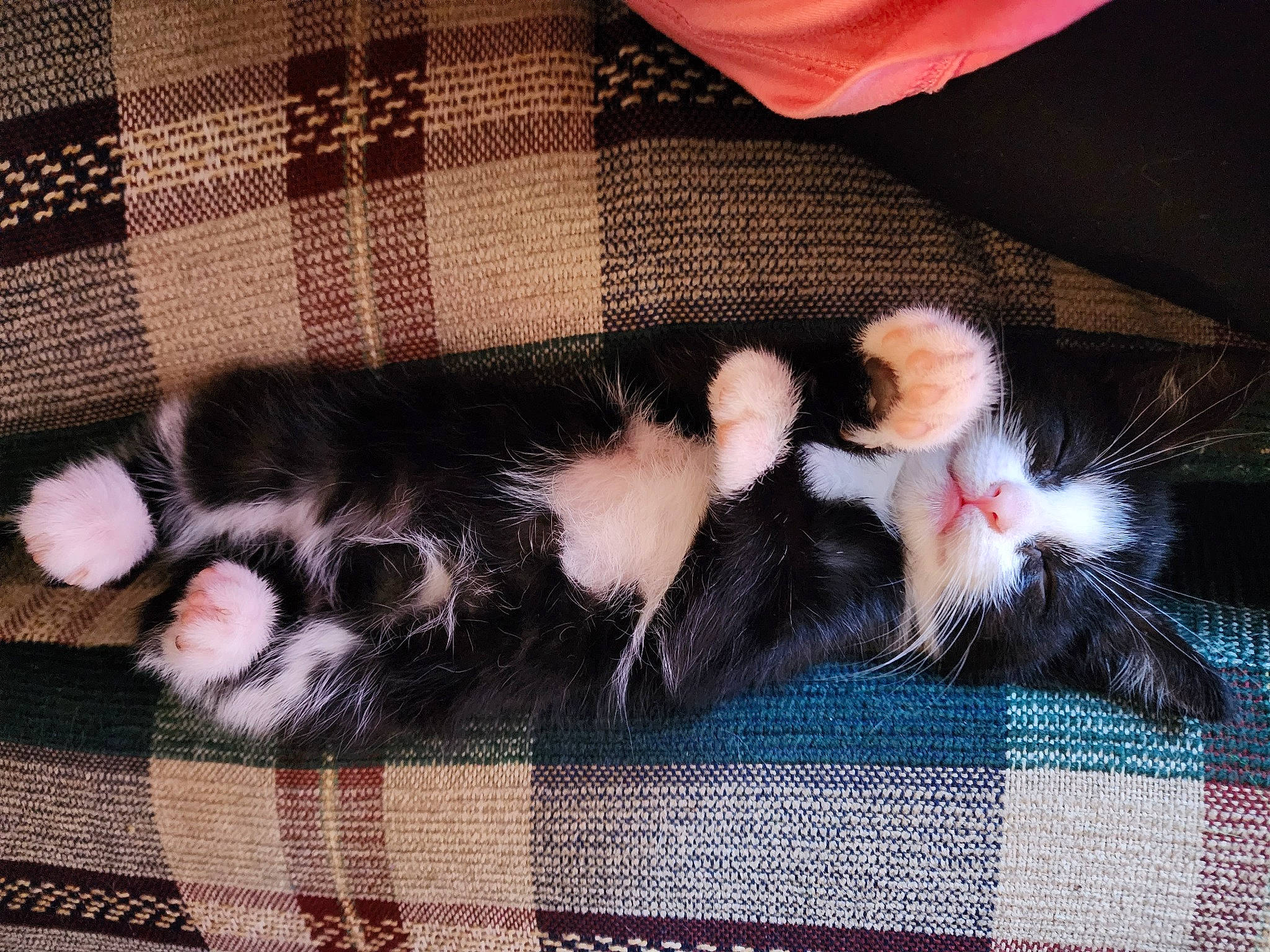 Casper is registered to the contest to win money with this photo: carnivore, cat, claw, comfort, companion_dog, couch, dog_breed, domestic_short_haired_cat, felidae, foot, fur, pattern, paw, plaid, small_to_medium_sized_cats, sporting_group, tail, tartan, textile, whiskers