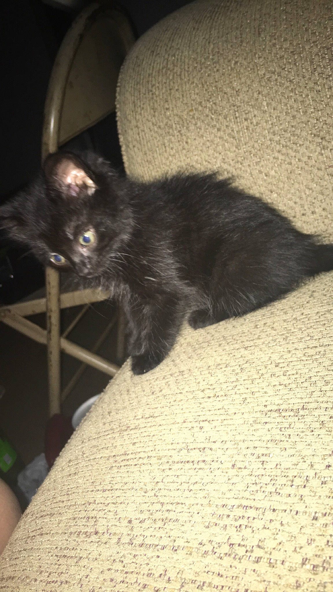 Athena joined the competition — help win amazing prizes! black_cat, carnivore, cat, comfort, domestic_short_haired_cat, felidae, floor, flooring, fur, grey, hardwood, paw, plant, small_to_medium_sized_cats, snout, tail, terrestrial_animal, tints_and_shades, whiskers, wood