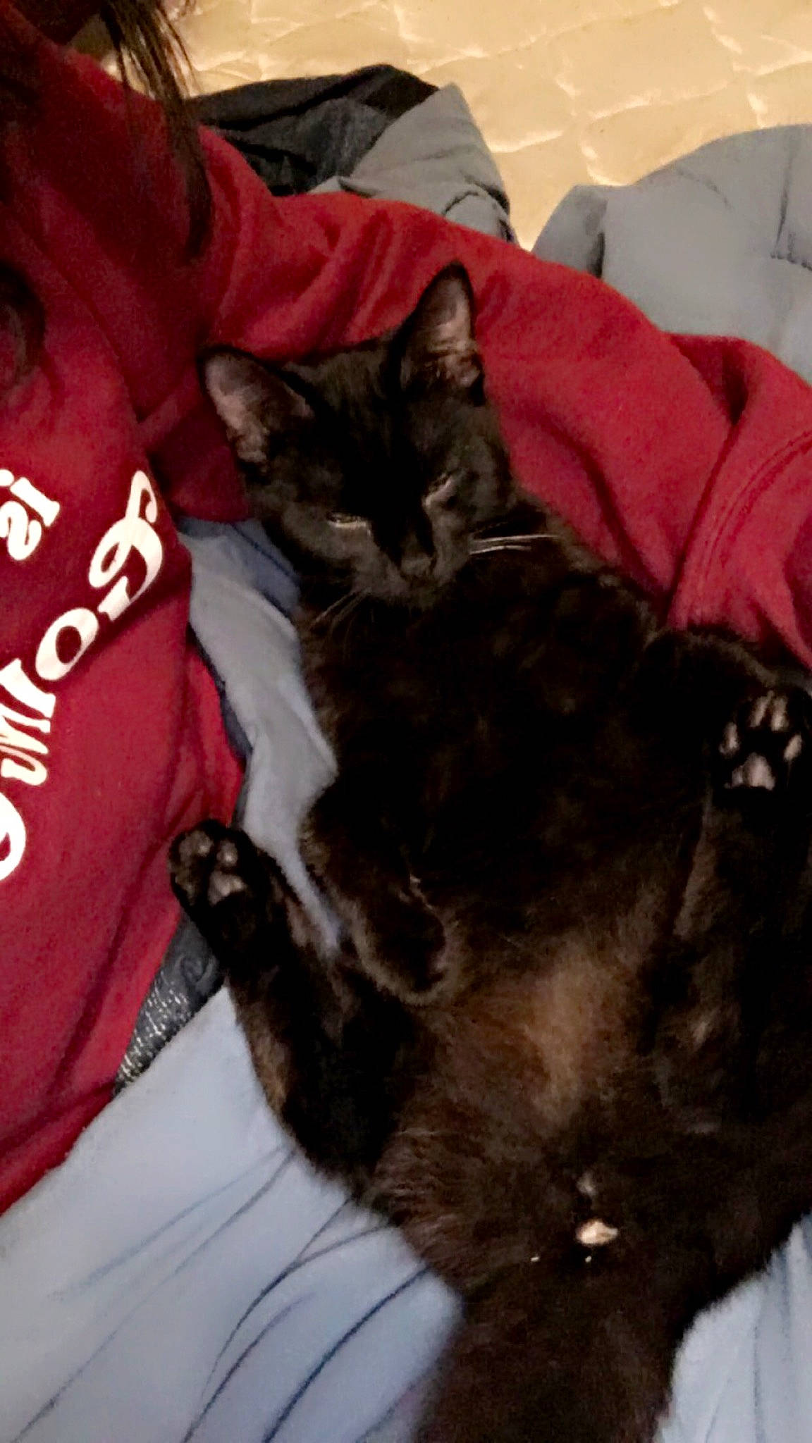 Athena is registered to the contest to win money with this photo: bed, black_cat, carnivore, cat, claw, comfort, dog_breed, domestic_short_haired_cat, ear, felidae, fur, grey, linens, nap, paw, small_to_medium_sized_cats, tail, whiskers