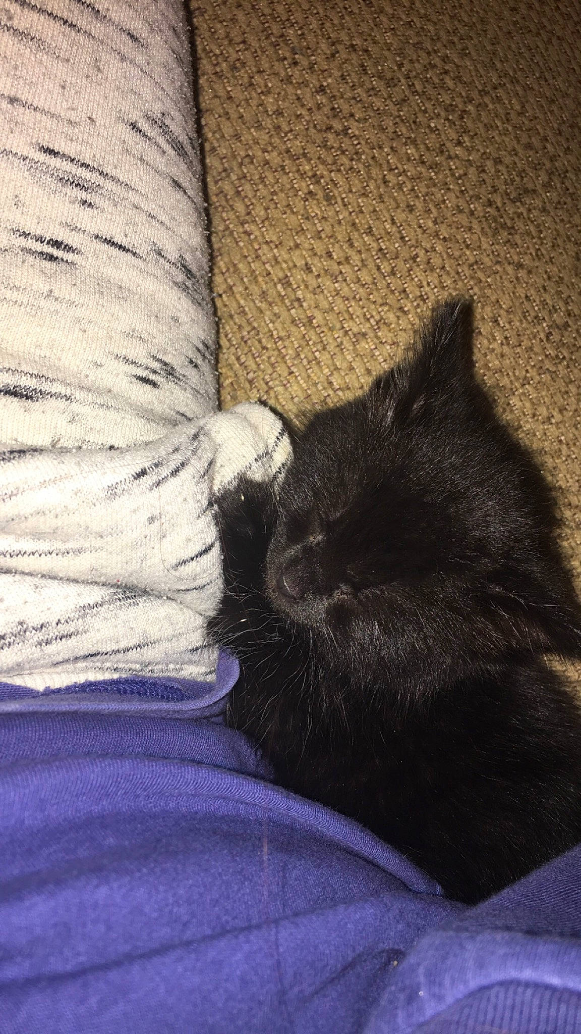 Athena joined the competition — help win amazing prizes! bedding, carnivore, cat, cloud, comfort, domestic_short_haired_cat, felidae, foot, fur, grey, human_leg, linens, mammal, paw, shadow, small_to_medium_sized_cats, tail, textile, tints_and_shades, whiskers