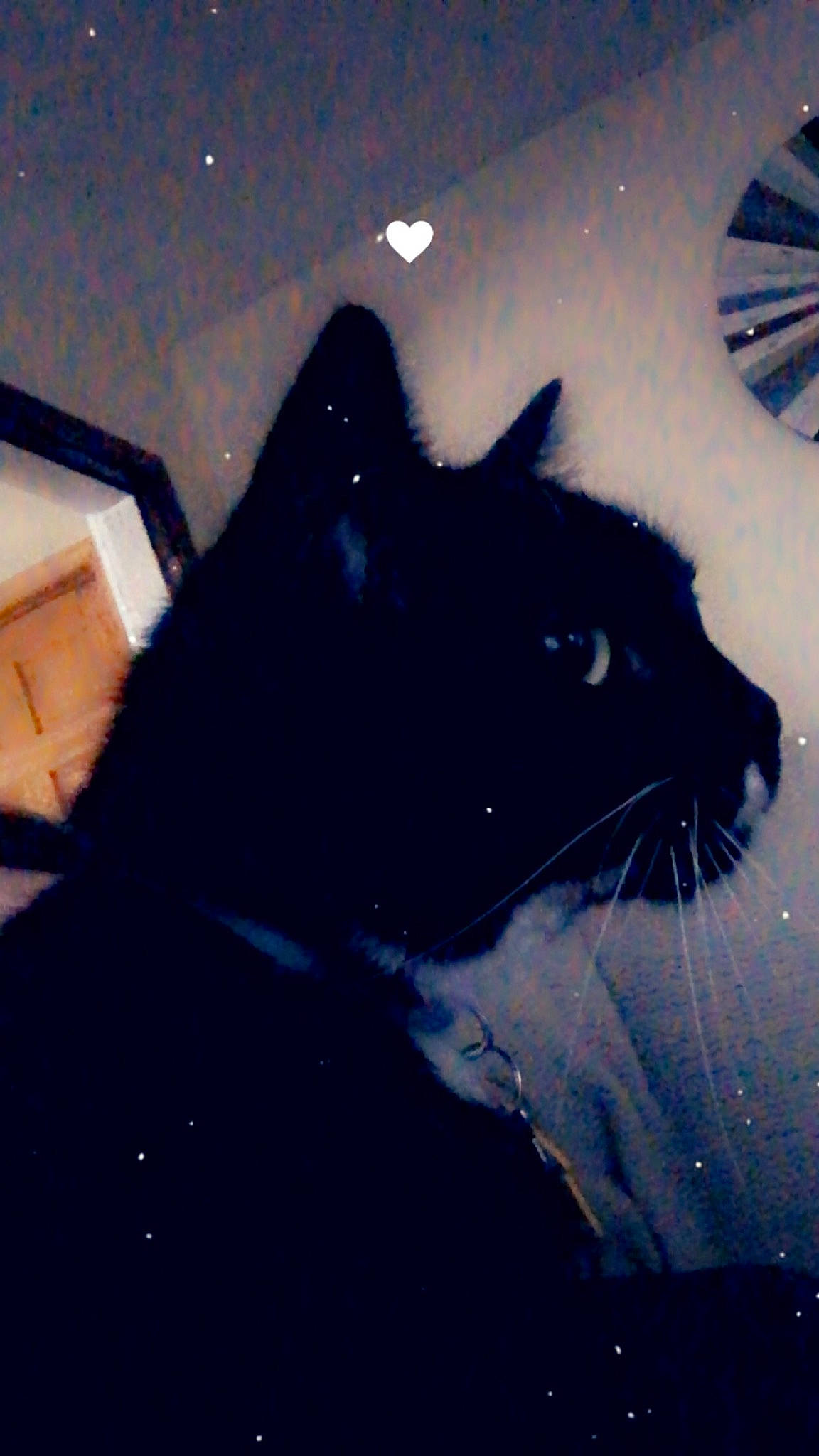 Lea is registered to the contest to win money with this photo: black_cat, carnivore, cat, cloud, domestic_short_haired_cat, electric_blue, felidae, fur, gesture, happy, shadow, sky, small_to_medium_sized_cats, snout, space, square, tail, tints_and_shades, whiskers, winter